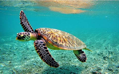 sea turtle